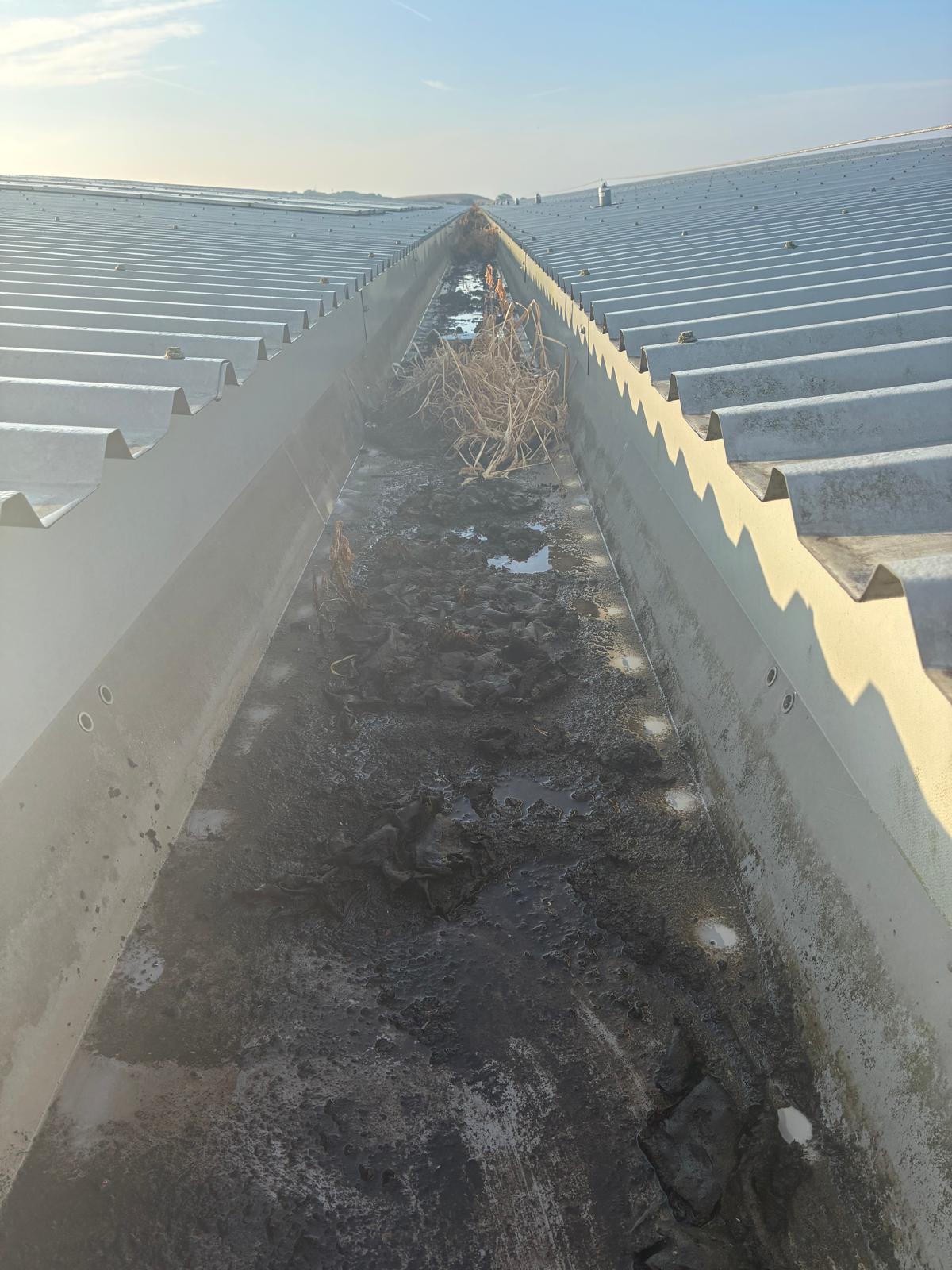 Manual removal of rooted vegetation and compacted silt from warehouse box gutter — commercial gutter clearing in progress