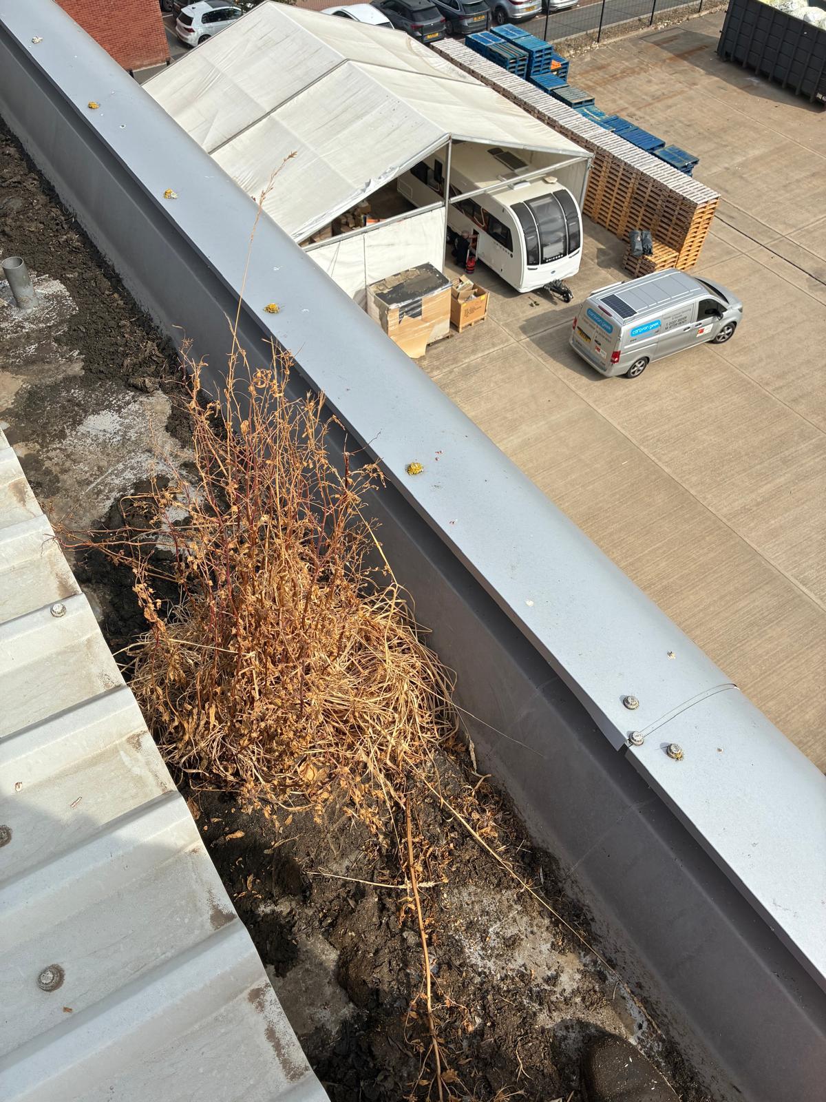 Twenty-plus buckets of compacted silt, root matter and organic debris extracted from a single warehouse box gutter run