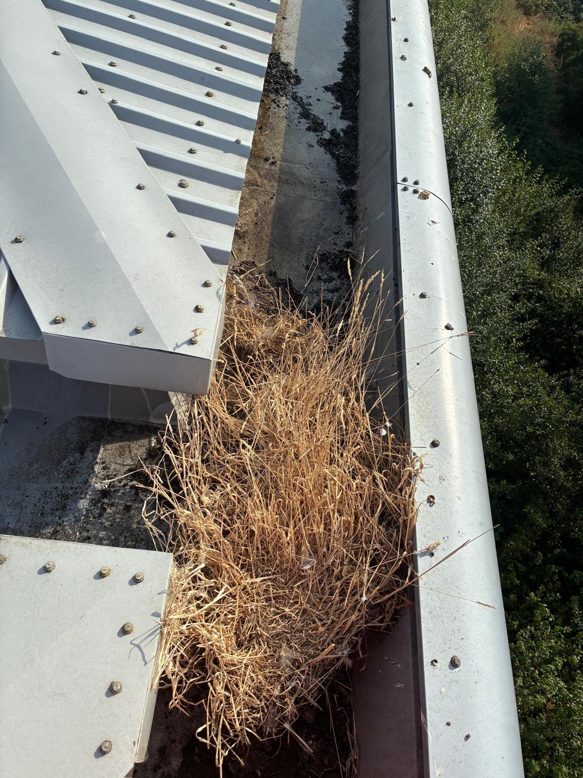 Cleared section of warehouse box gutter channel showing bare metal floor after manual extraction of silt and root material
